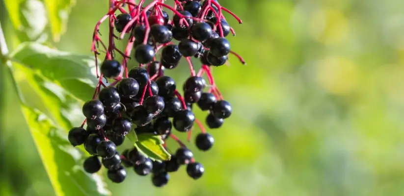 Pianta di sambuco
