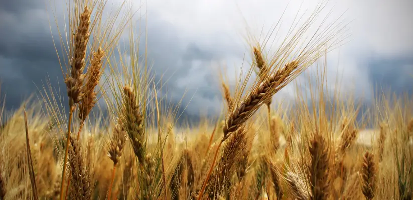 spermidina presente nel germe di grano