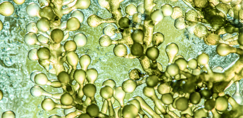 antiossidanti naturali