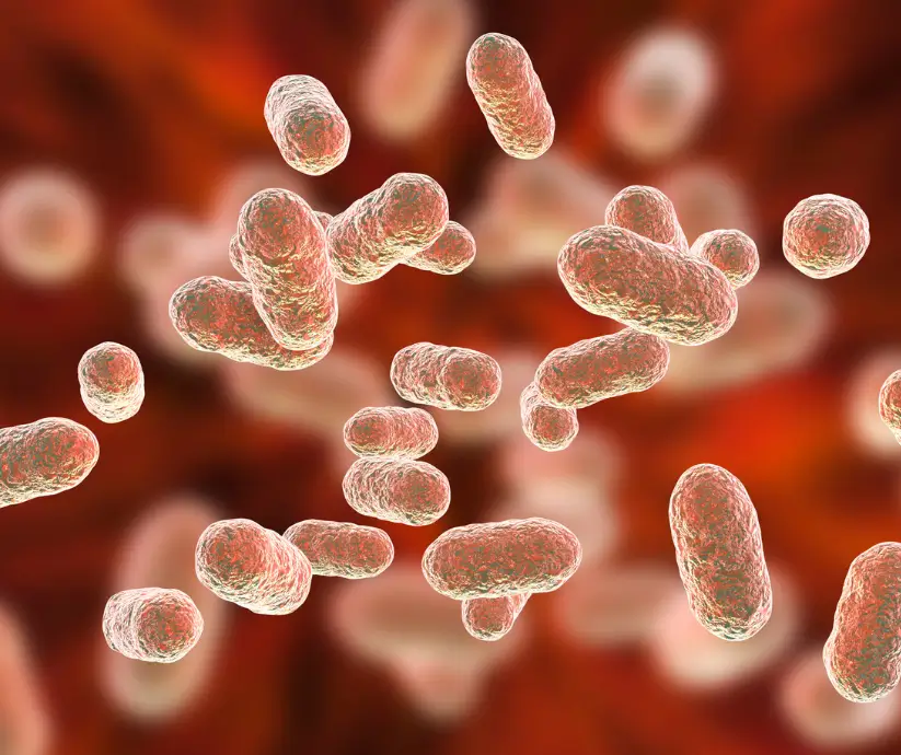 Microbiota e Sistema Immunitario:l’equilibrio intestinale