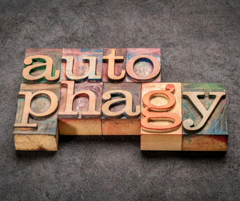 Autofagia: come stimolare i meccanismi di riciclo cellulare senza digiuni estremi